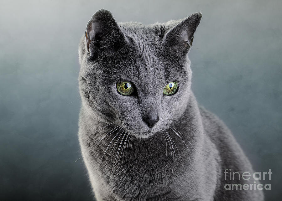 Russian Blue Cat #8 Photograph by Nailia Schwarz