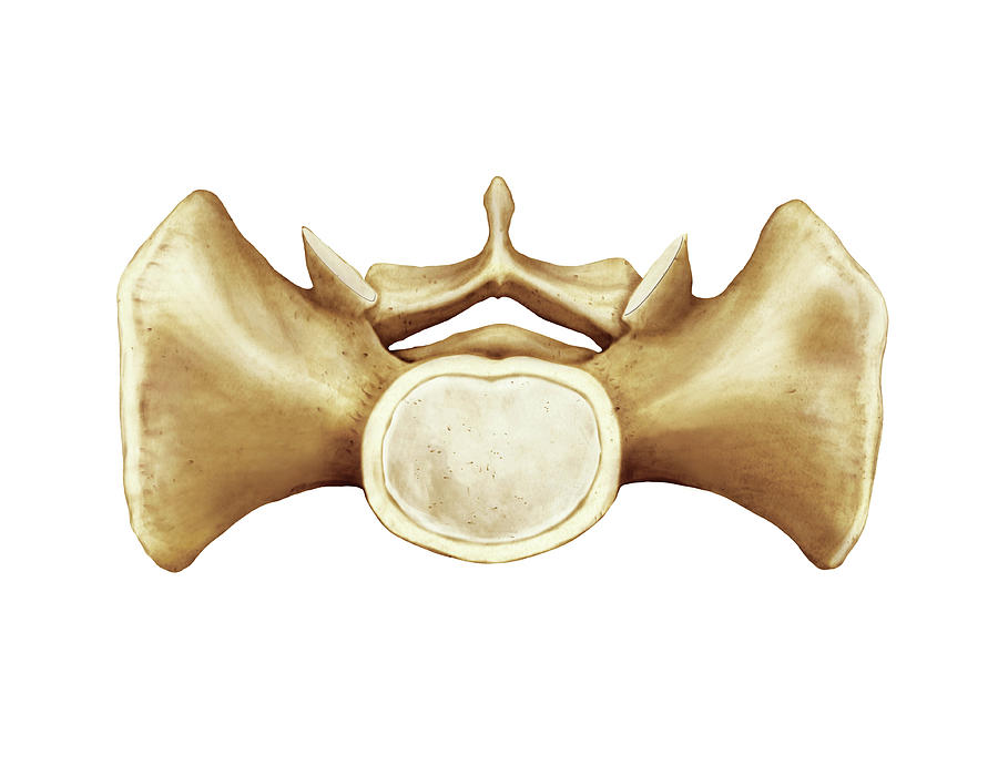 Sacrum Photograph By Asklepios Medical Atlas Pixels The Best Porn Website