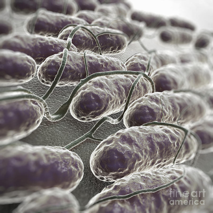 Salmonella Bacteria #8 Photograph by Science Picture Co
