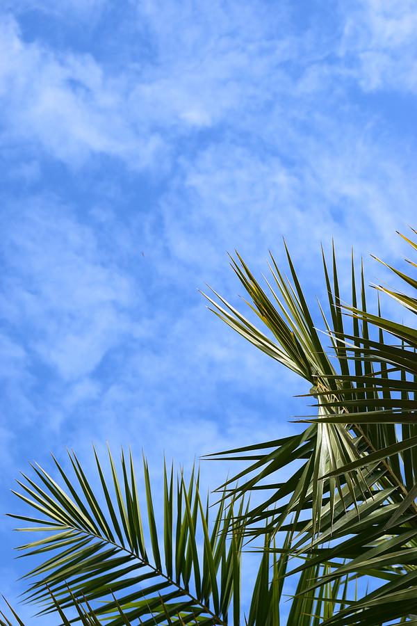 Sanibel Palms #8 Photograph by Curtis Krusie
