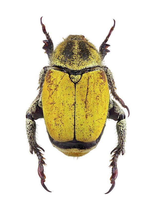Scarab Beetle Photograph by F. Martinez Clavel