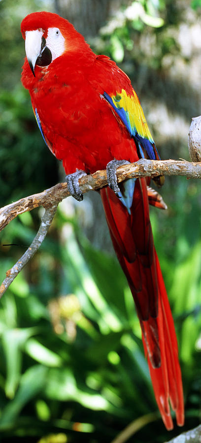 Scarlet Macaw #8 Photograph by Millard H. Sharp