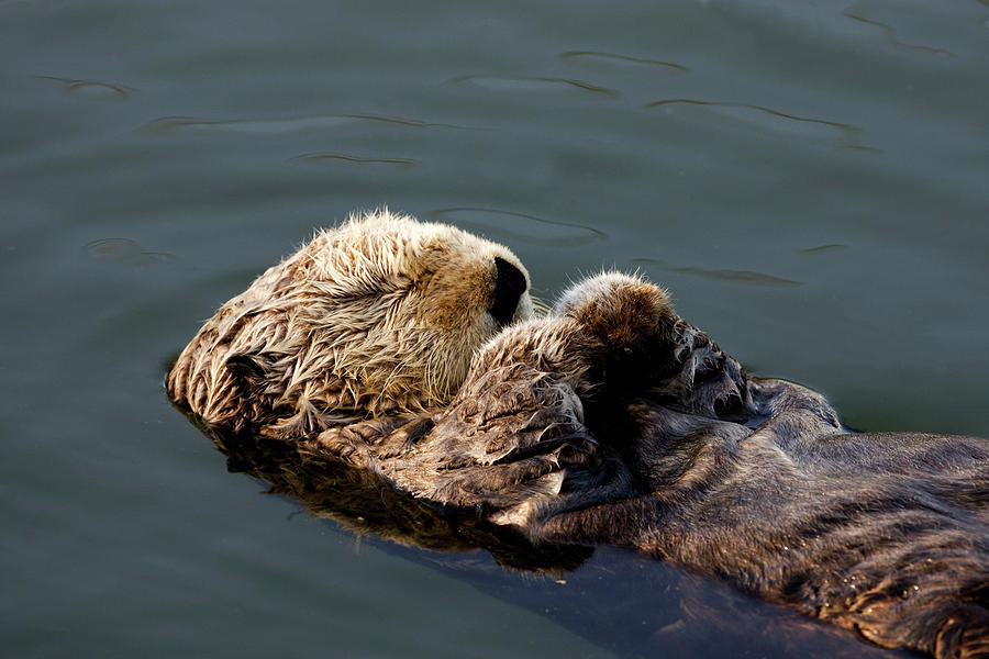 Sea Otter Photograph By Francois Gohier 