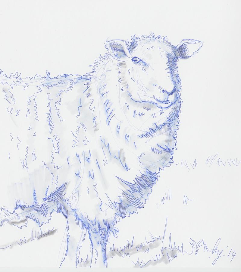 Sheep #8 Drawing by Mike Jory