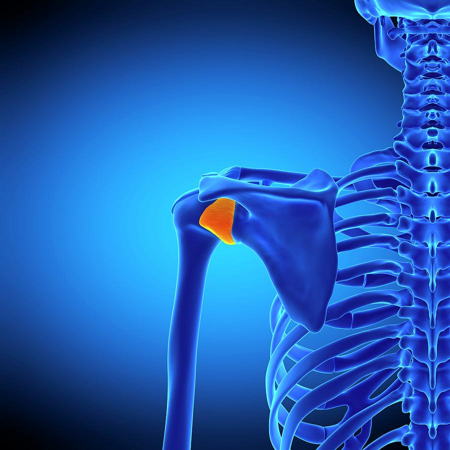 Shoulder Ligament #8 by Sebastian Kaulitzki/science Photo Library