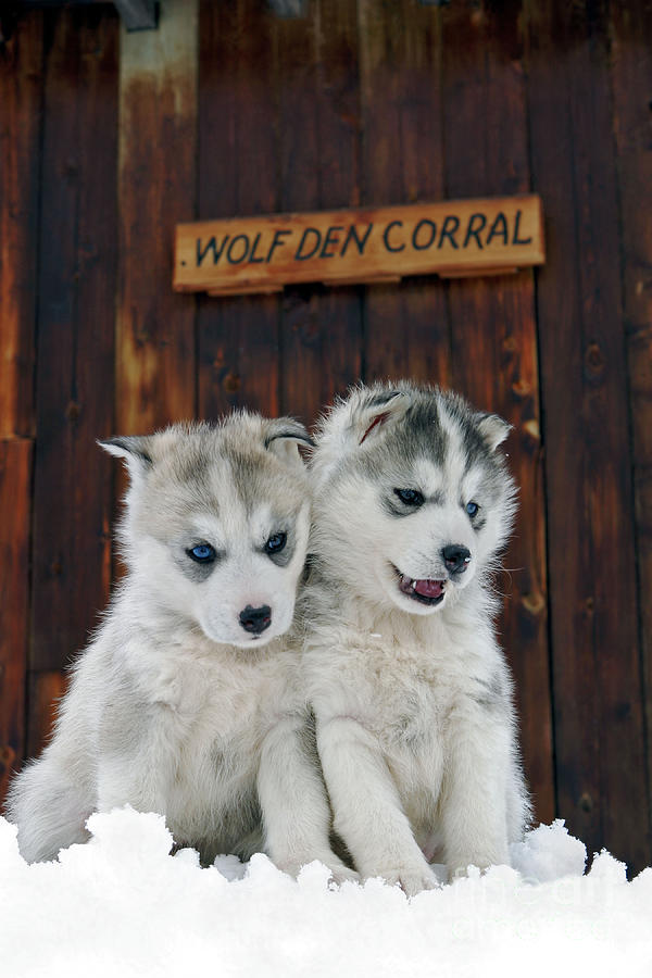 Siberian Husky Puppies #8 Photograph by Rolf Kopfle