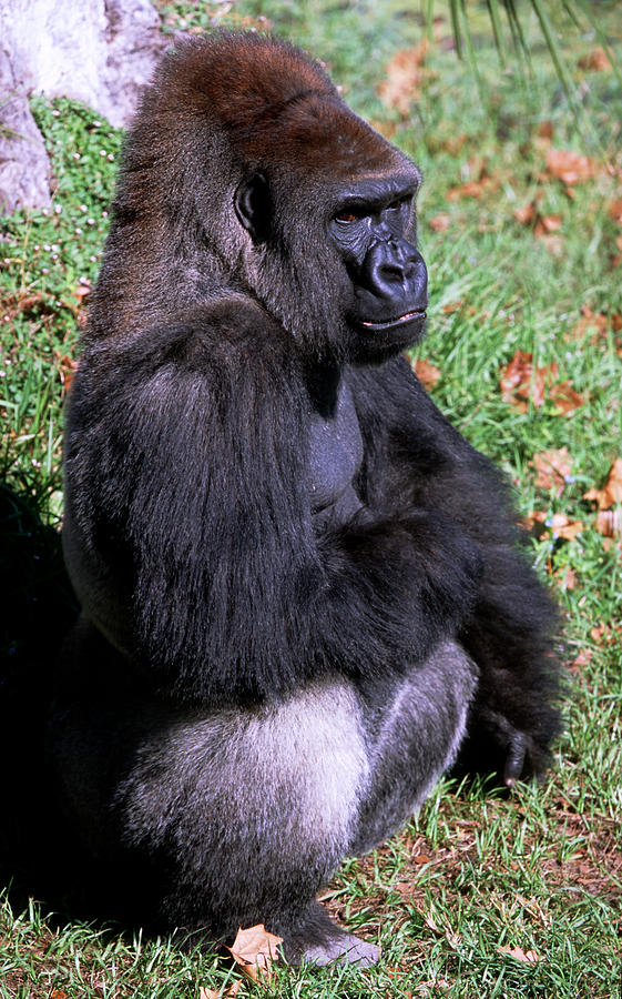 Silverback Western Lowland Gorilla #8 Photograph by Millard H. Sharp