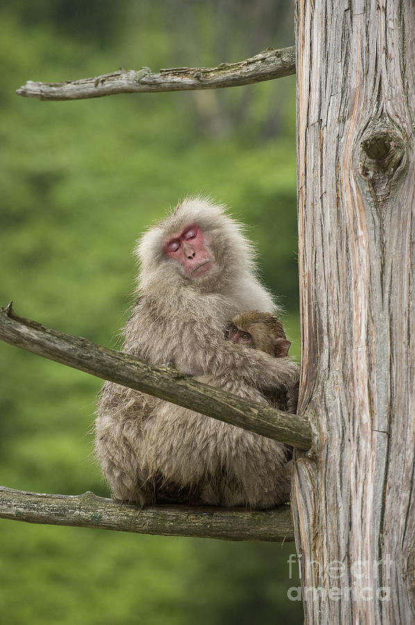 Snow Monkeys, Japan #8 Photograph by John Shaw