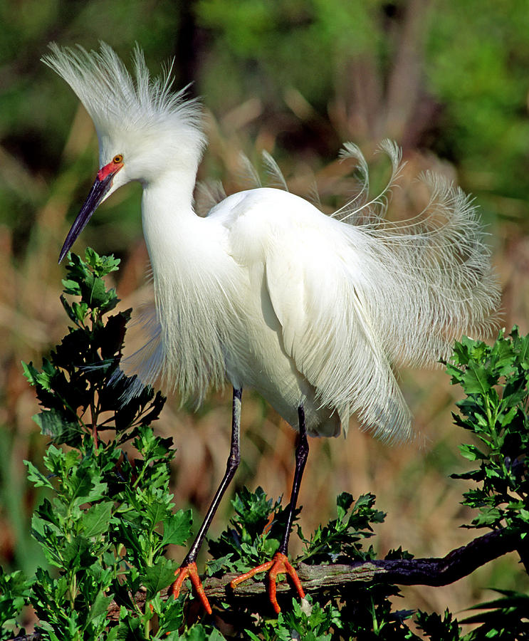 Snowy Egret In Breeding Plumage Photograph By Millard H. Sharp 