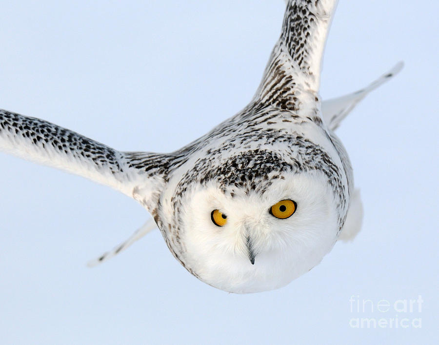 Bird Photograph - Snowy Owl #9 by Scott Linstead
