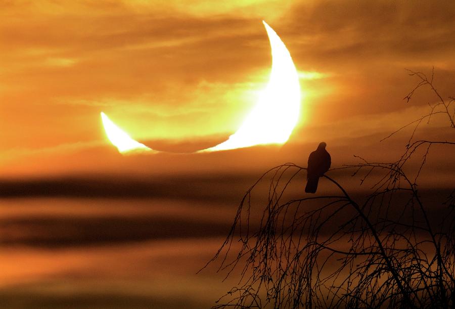 Solar Eclipse #8 Photograph by Detlev Van Ravenswaay