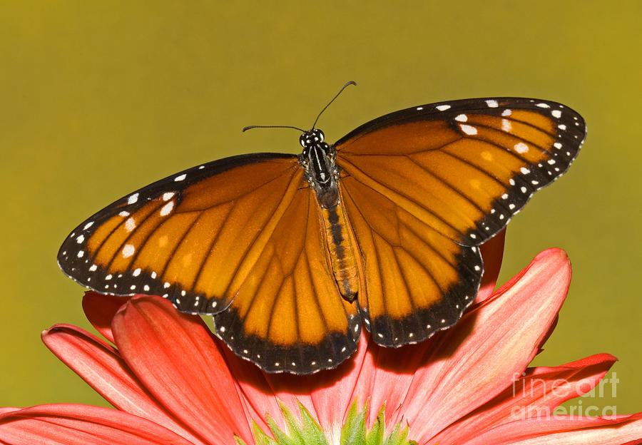 Soldier Butterfly Danaus Eresimus #8 Photograph by Millard H. Sharp