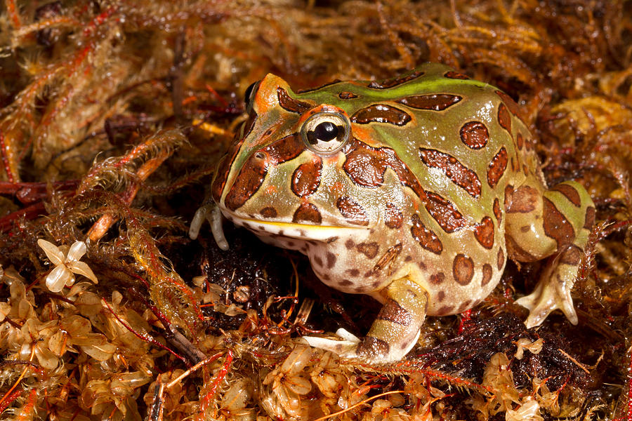 South American Horned Frog Photograph by David Kenny - Fine Art America