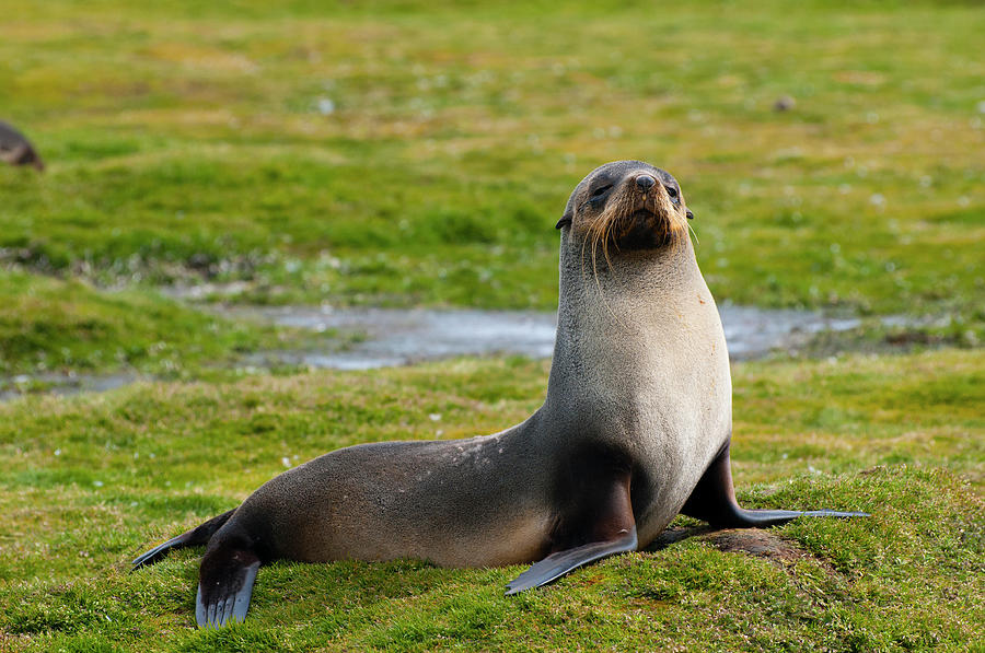 South Georgia Salisbury Plain Antarctic Photograph by Inger Hogstrom ...