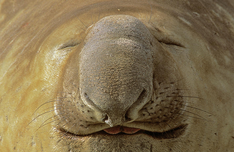 Wildlife Photograph - Southern Elephant Seal (mirounga Leonina #8 by Martin Zwick