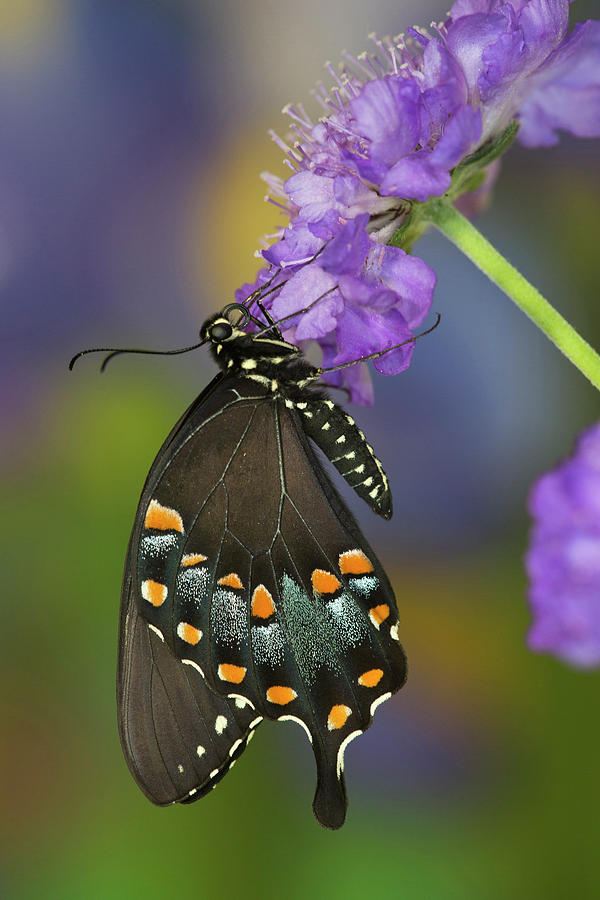 Butterfly Photograph - Spicebush Swallowtail Butterfly #8 by Darrell Gulin