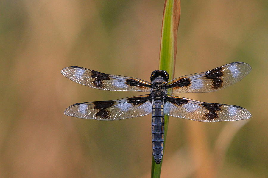 Insects Photograph - 8-Spotted Skimmer by Paul Marto