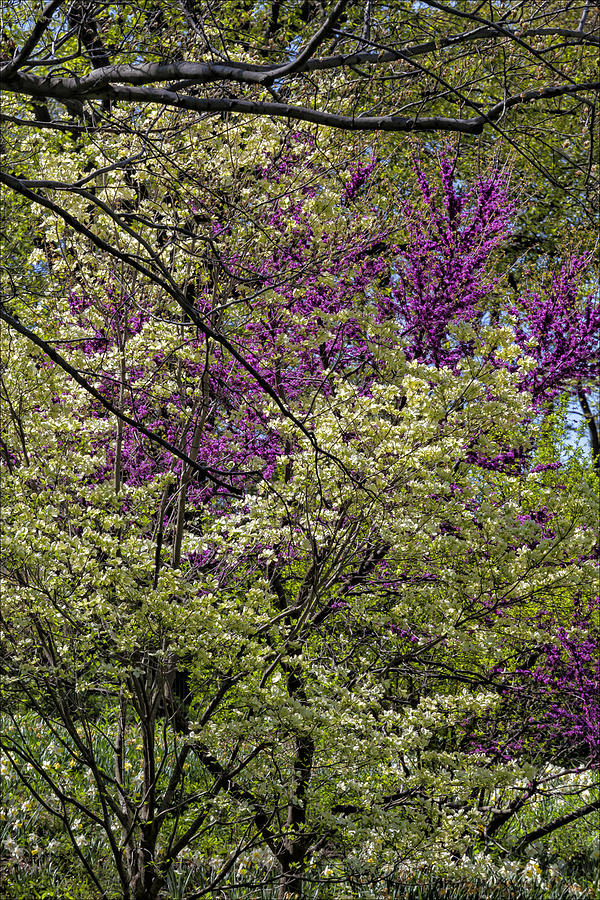 Spring Trees Photograph