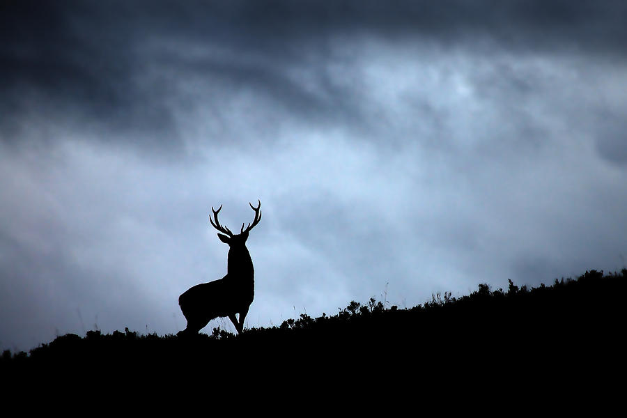 Stag silhouette #8 Photograph by Gavin Macrae