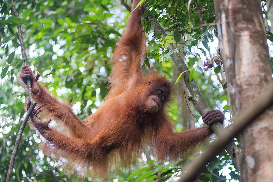 Animal Photograph - Sumatran Orangutan #8 by Scubazoo