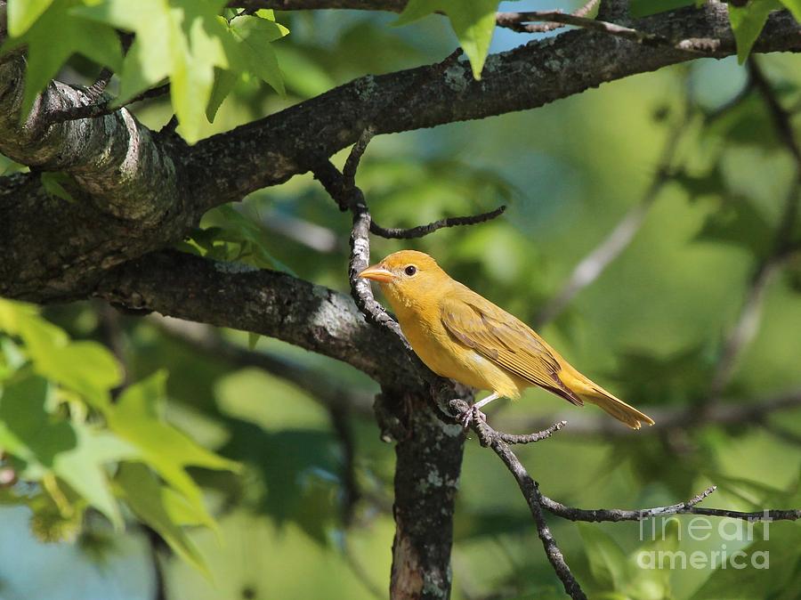 Summer Tanager #8 Photograph by Jack R Brock