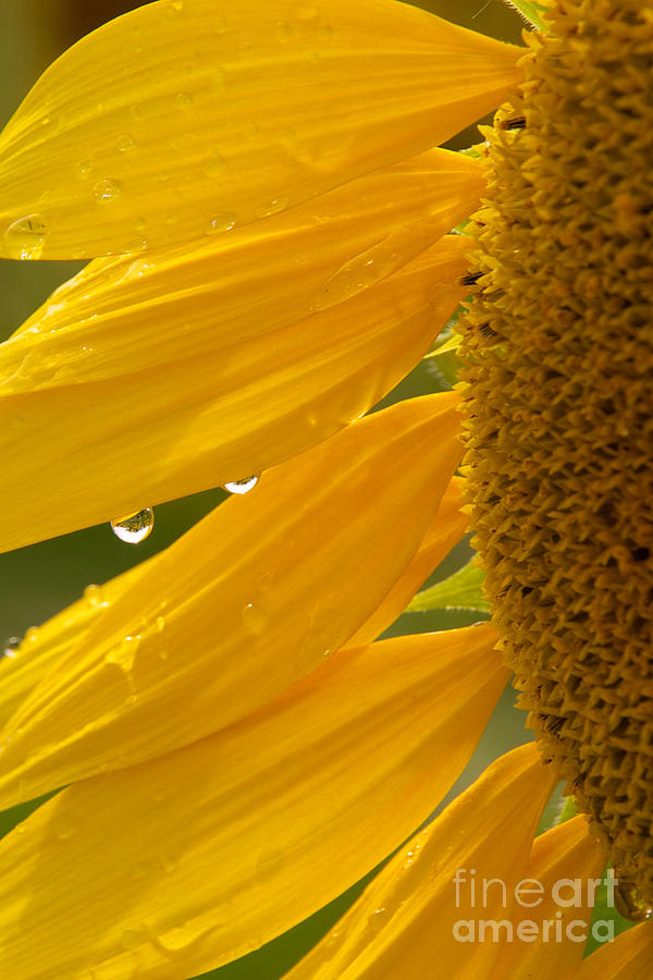 Sunflower #8 Photograph by Mark Dodd