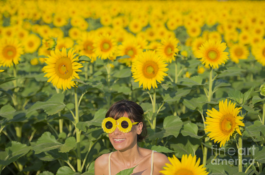 Sunflower #8 Photograph by Mats Silvan