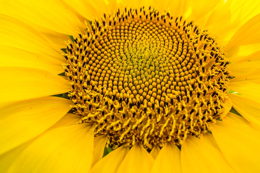 Fibonaccis Sunflower Photograph by Melinda Ledsome