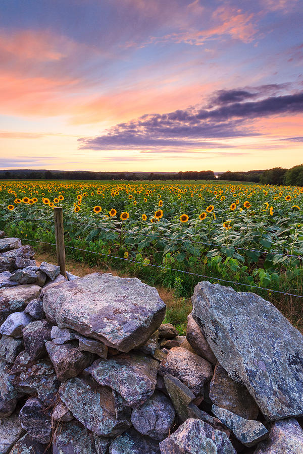 Sunflower Sunset #8 Photograph by Bryan Bzdula