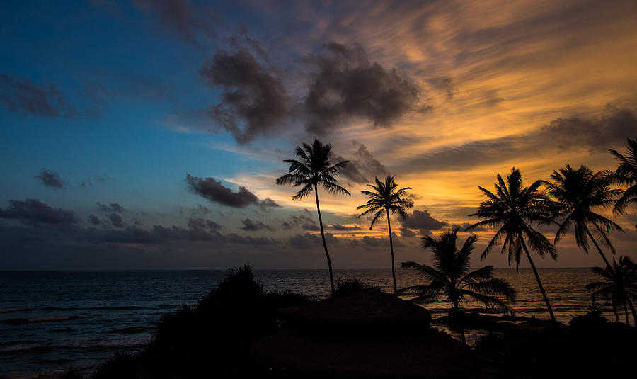 Sunset and Palm Tree Photograph by Guillaume Gauthereau | Fine Art America