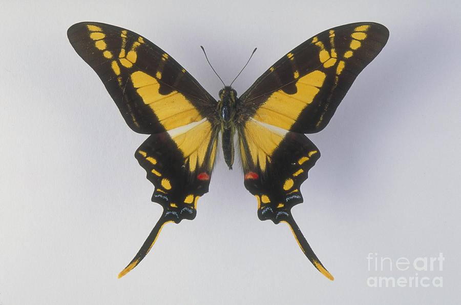Swallowtail Butterfly #8 Photograph by Barbara Strnadova