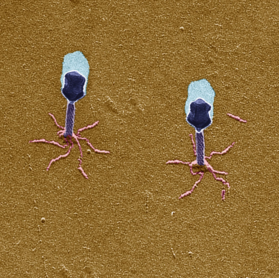 T-bacteriophages And E-coli #8 Photograph by Eye of Science