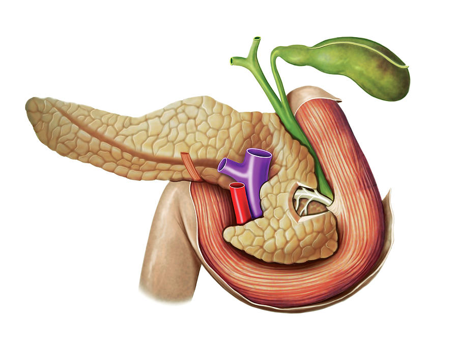 The Pancreas #8 Photograph by Asklepios Medical Atlas
