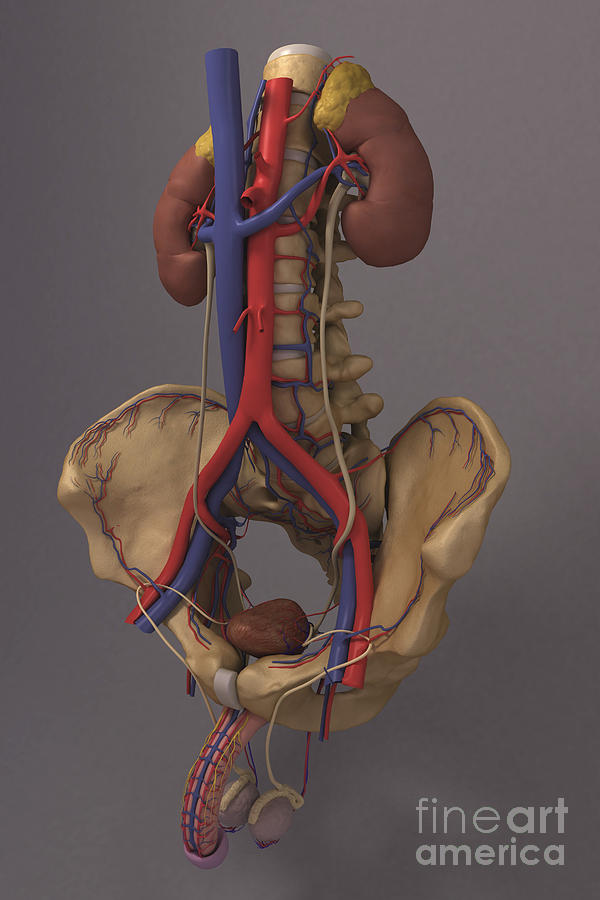 The Renal System #8 Photograph by Science Picture Co