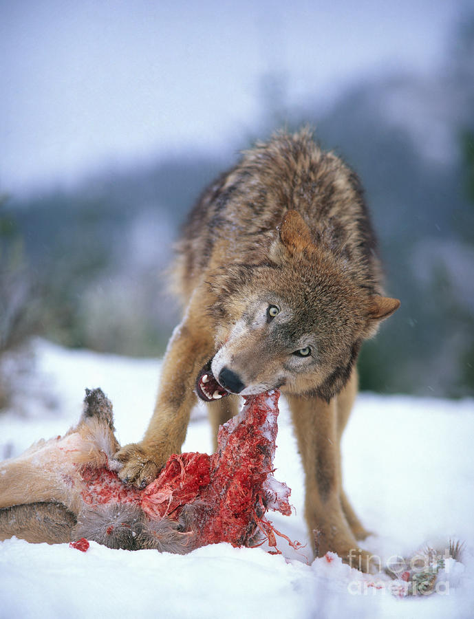 Timber Wolf #8 Photograph by Hans Reinhard
