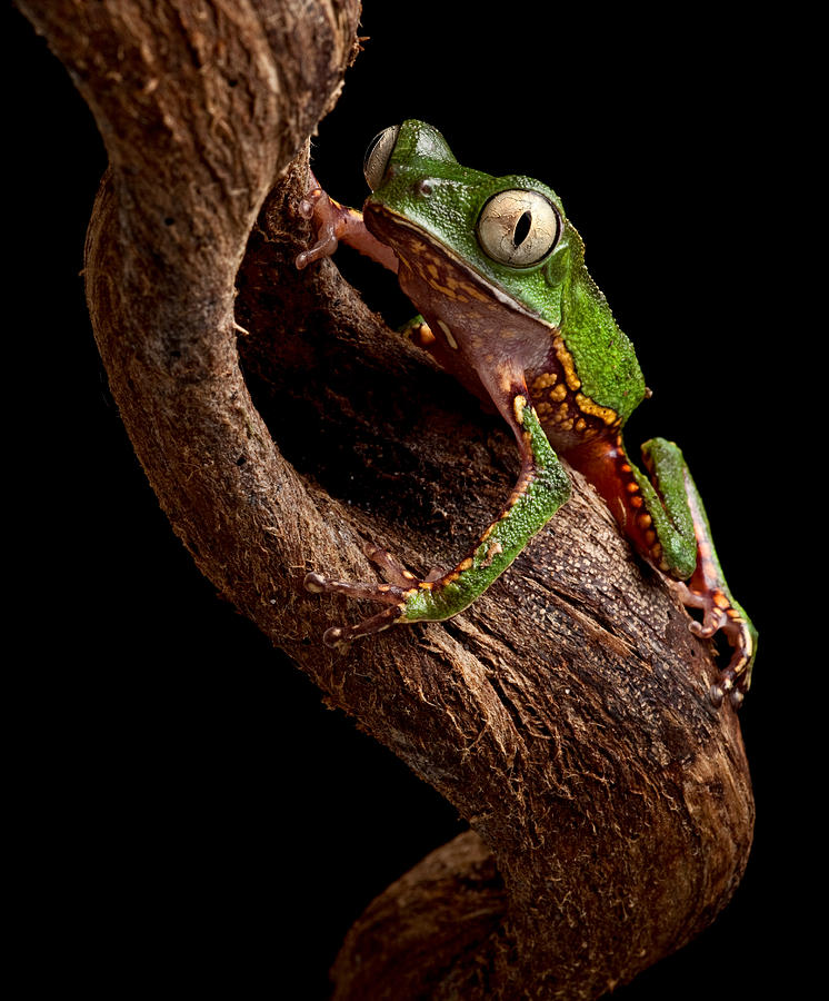 Jungle Photograph - Tree Frog  #8 by Dirk Ercken