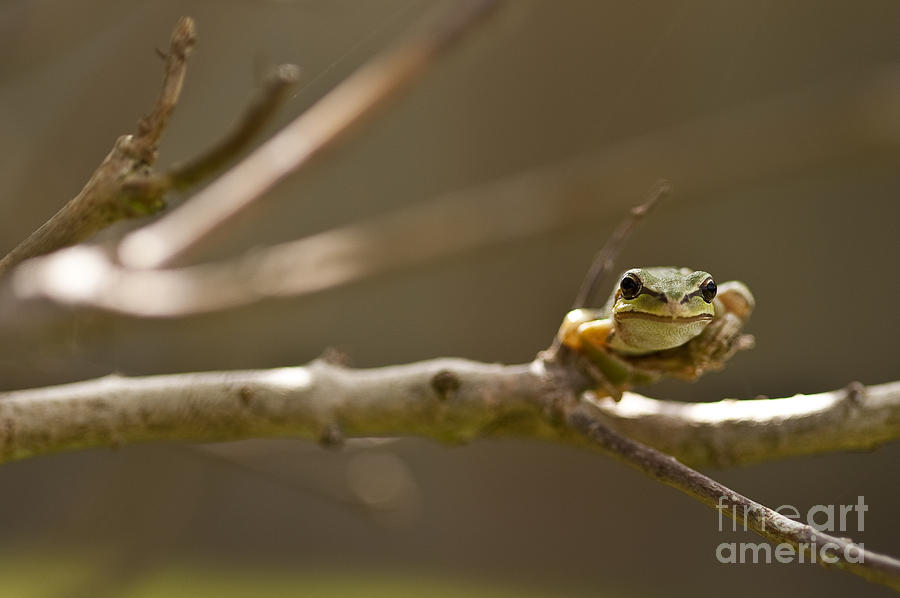 Animal Photograph - Tree frog in lilac bush #8 by Jim Corwin