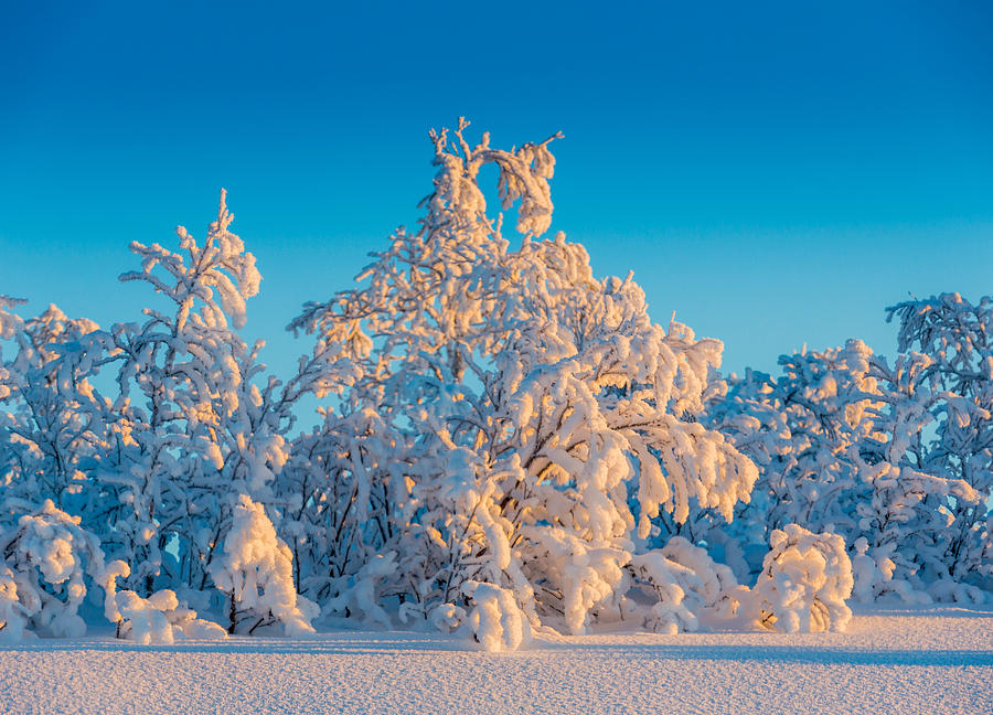 Trees In The Frozen Landscape, Cold Photograph by Panoramic Images