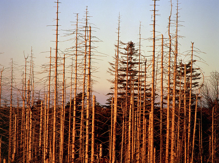 Forest affected by acid rain