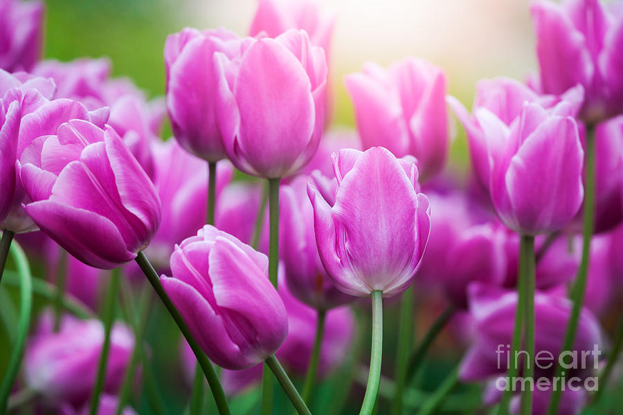 Tulips by Katka Pruskova Tulips by Katka Pruskova