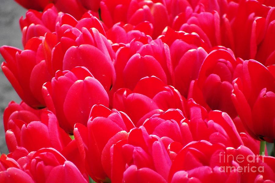 Tree Photograph - Tulips #8 by Wendy Martin