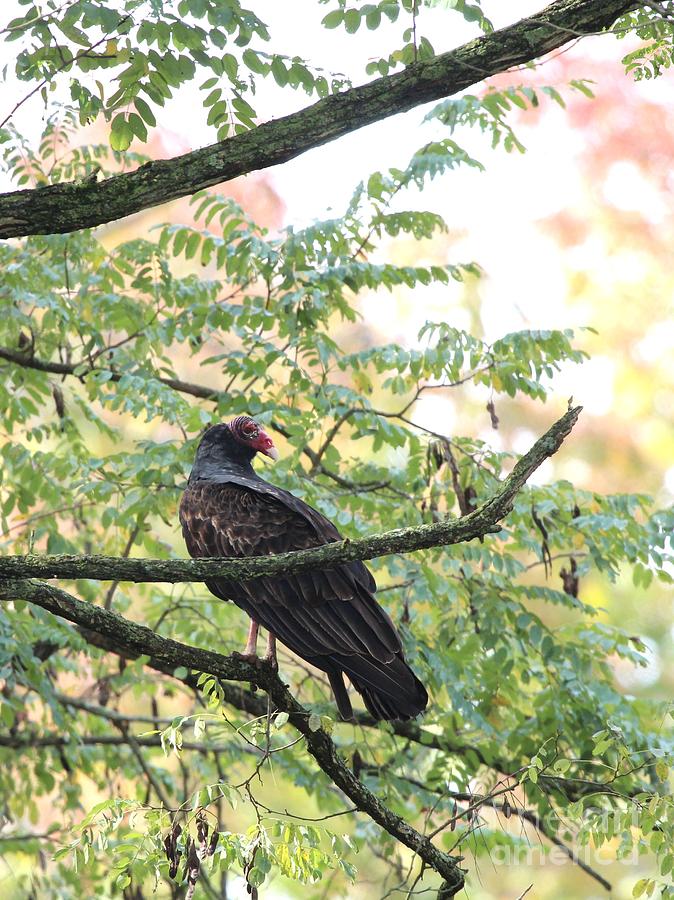 Turkey Vulture #8 Photograph by Jack R Brock