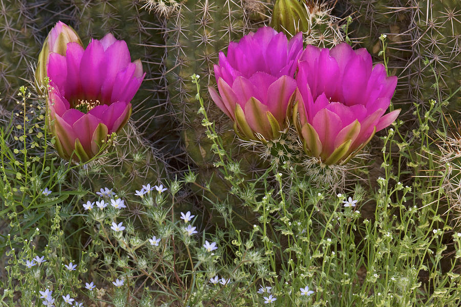 Saguaro National Park Photograph - USA, Arizona, Tucson #8 by Jaynes Gallery