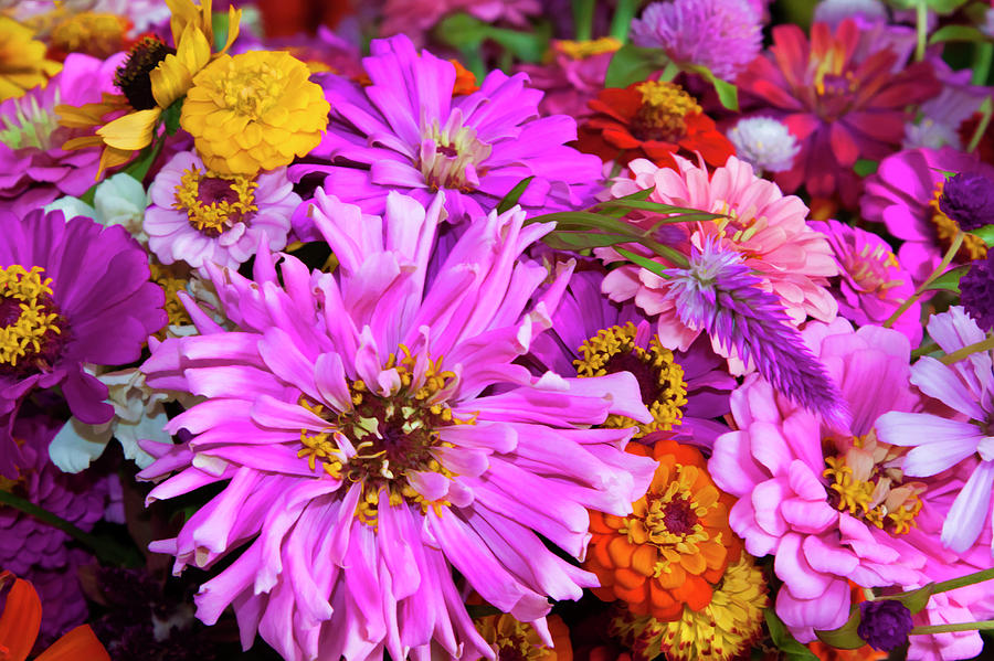 USA, Georgia, Savannah, Bouquet Photograph by Joanne Wells - Fine Art ...