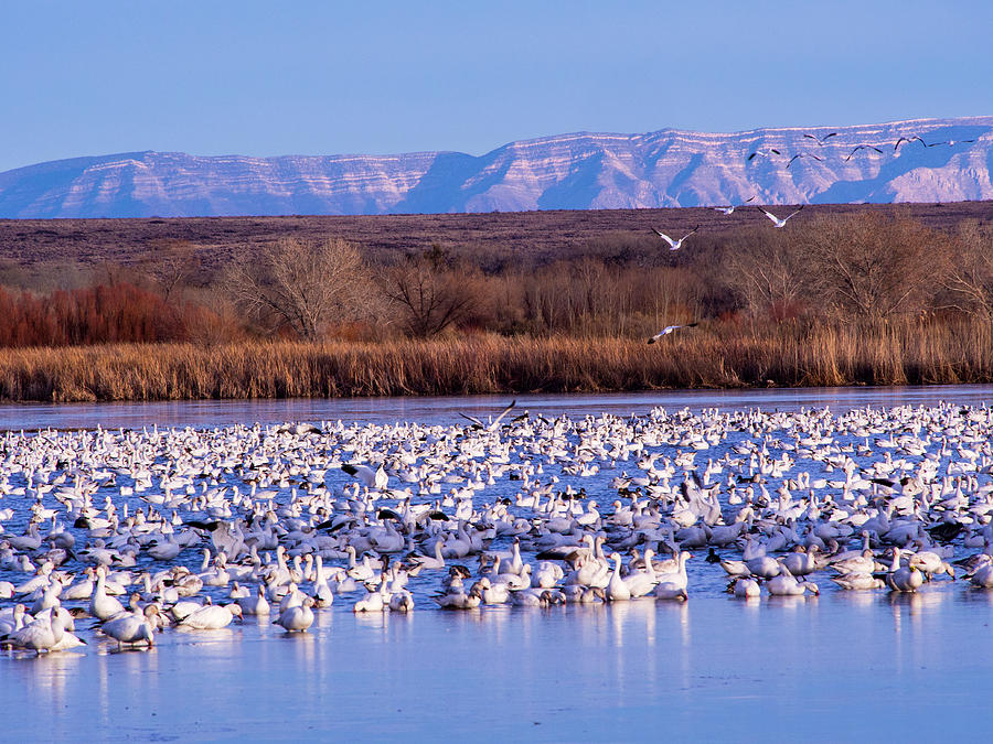 USA, New Mexico, Bosque Del Apache Photograph by Terry Eggers Fine