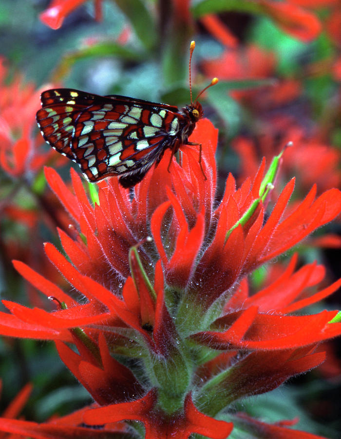 Butterfly Photograph - USA, Oregon, Mt Hood National Forest #8 by Jaynes Gallery