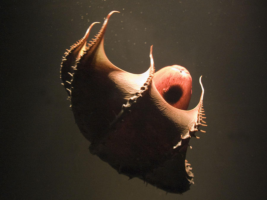 Vampire Squid #8 Photograph by Steve Downer