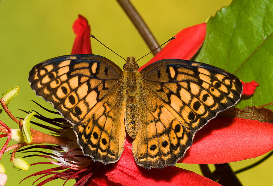 Variegated Fritillary Photograph By Millard H. Sharp - Fine Art America