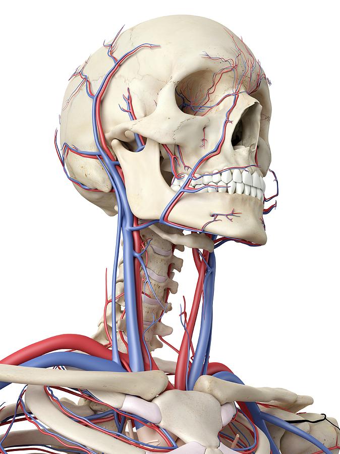 Vascular System Photograph by Sciepro - Fine Art America