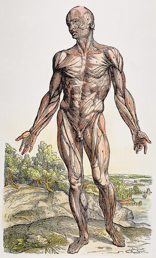 Vesalius: Muscles, 1543 #8 Photograph by Granger